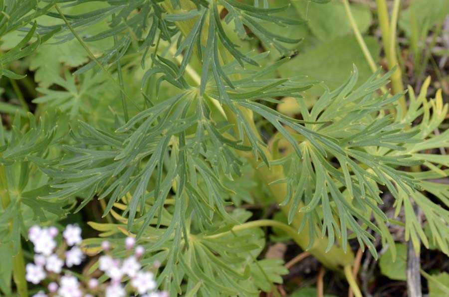 Aconitum napellus?